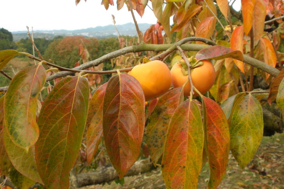 なぜこの課題に取り組むかの画像