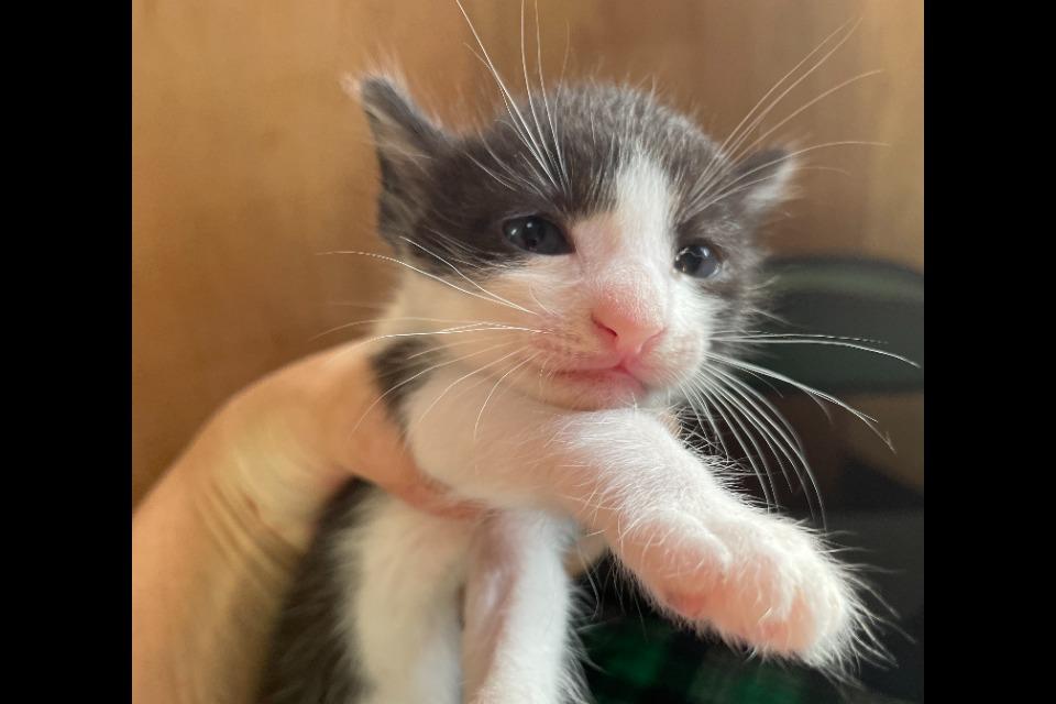 なぜこの課題に取り組むかの画像