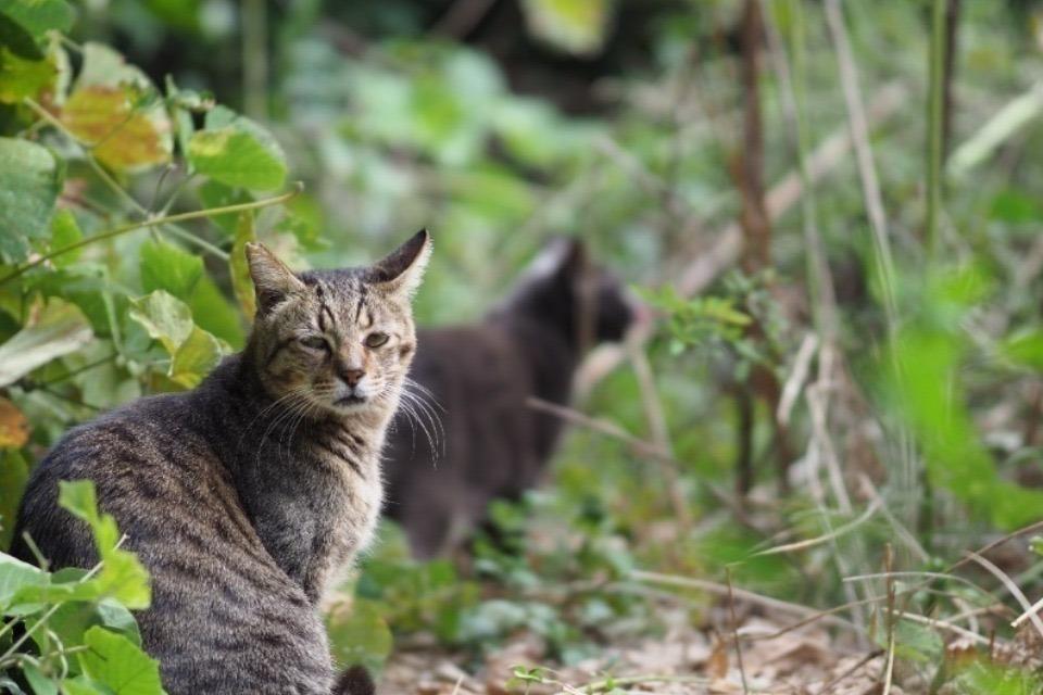 なぜこの課題に取り組むかの画像