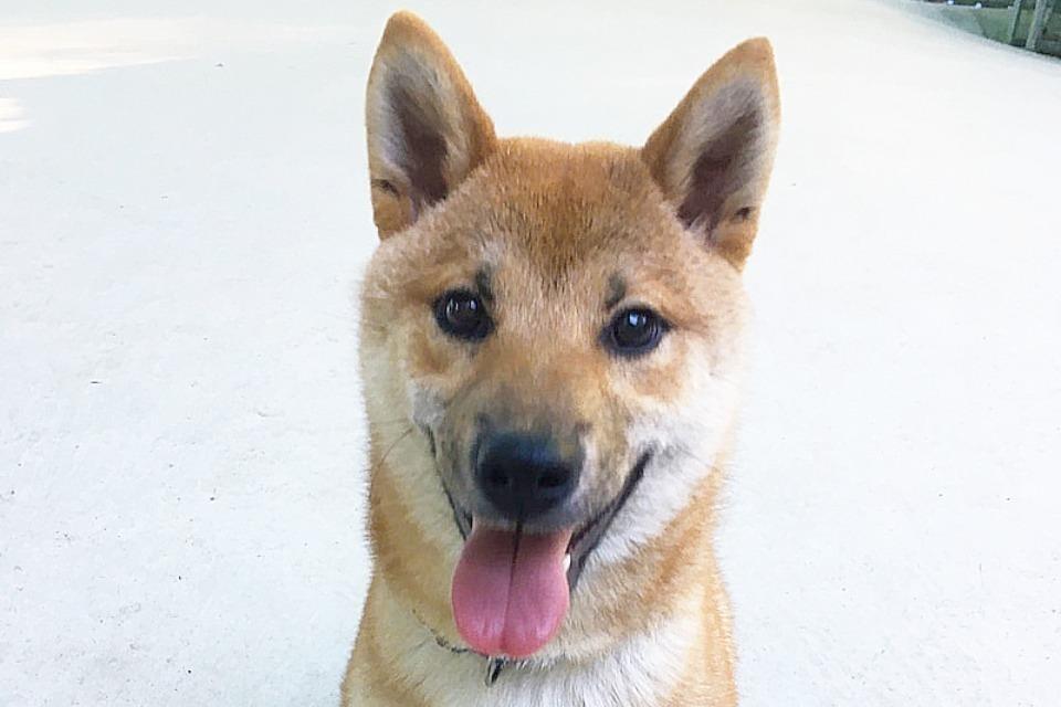 なぜこの課題に取り組むかの画像