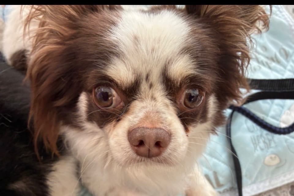 なぜこの課題に取り組むかの画像