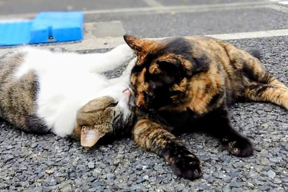 なぜこの課題に取り組むかの画像