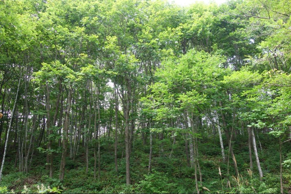 なぜこの課題に取り組むかの画像
