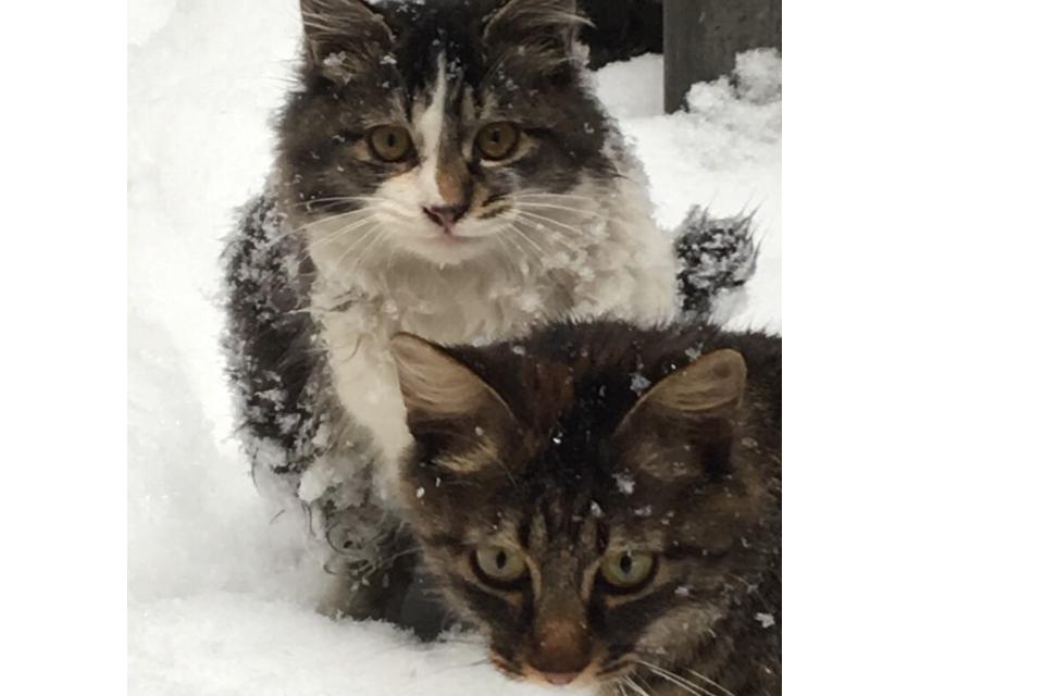 Why we are tackling this issue Image