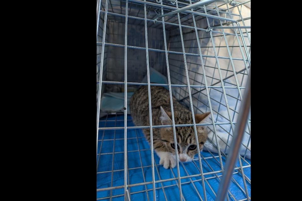 なぜこの課題に取り組むかの画像