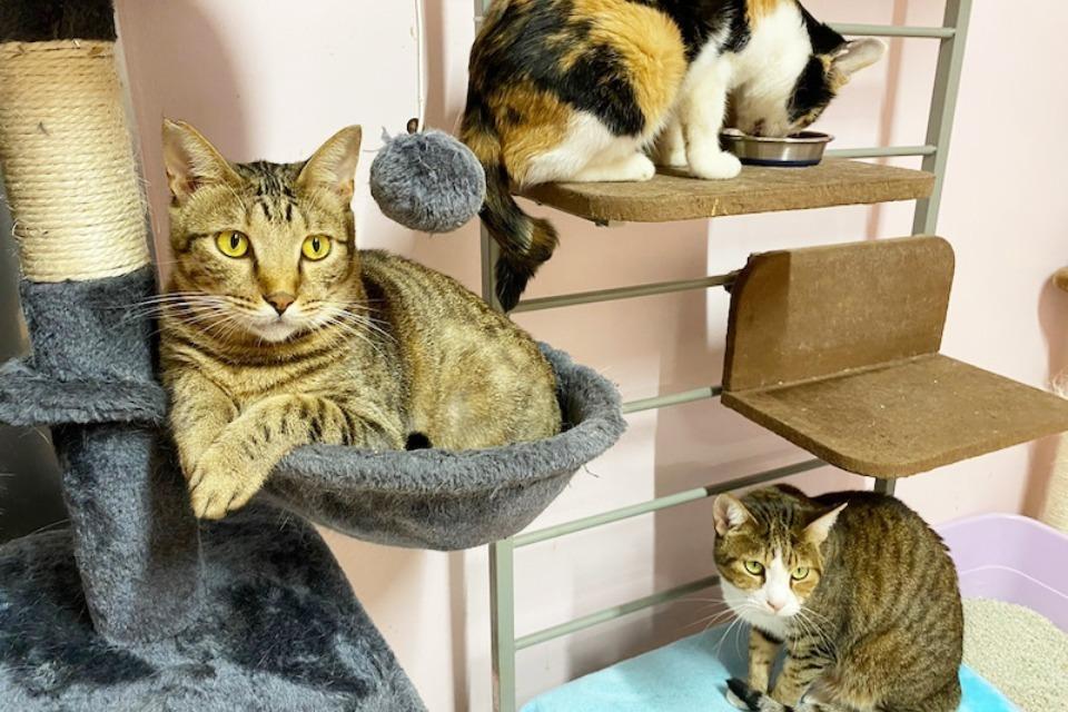 なぜこの課題に取り組むかの画像