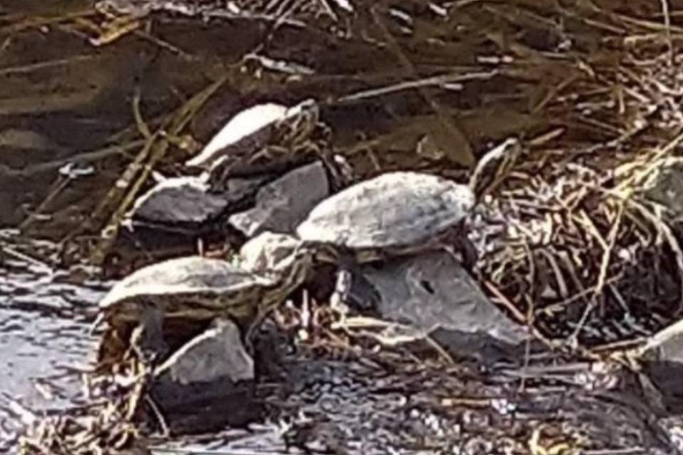 なぜこの課題に取り組むかの画像