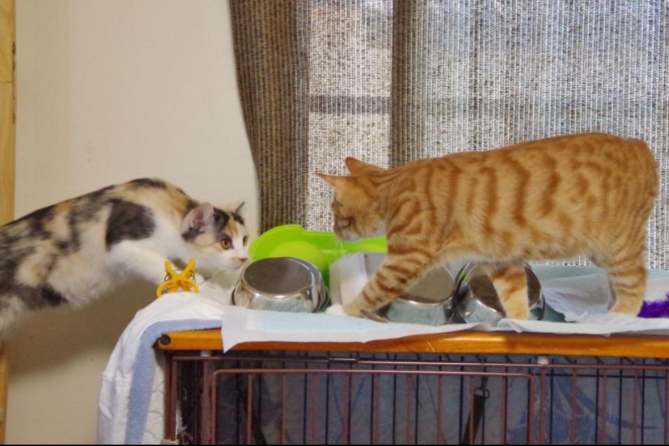 なぜこの課題に取り組むかの画像