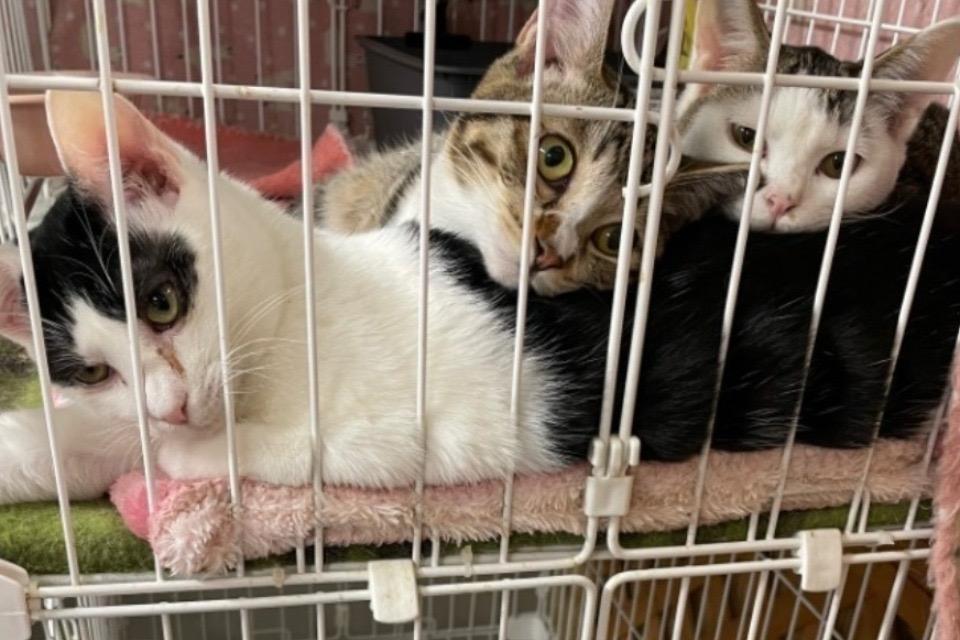 なぜこの課題に取り組むかの画像