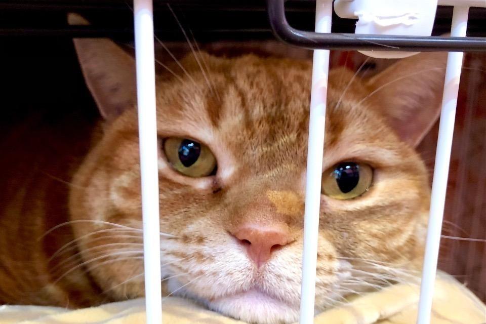 なぜこの課題に取り組むかの画像