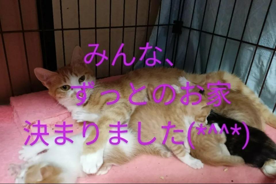 なぜこの課題に取り組むかの画像