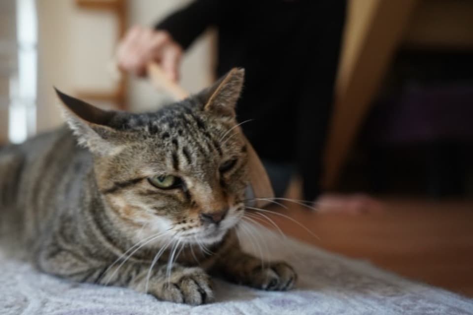 なぜこの課題に取り組むかの画像