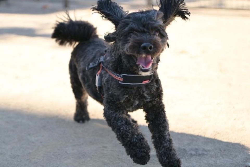 なぜこの課題に取り組むかの画像