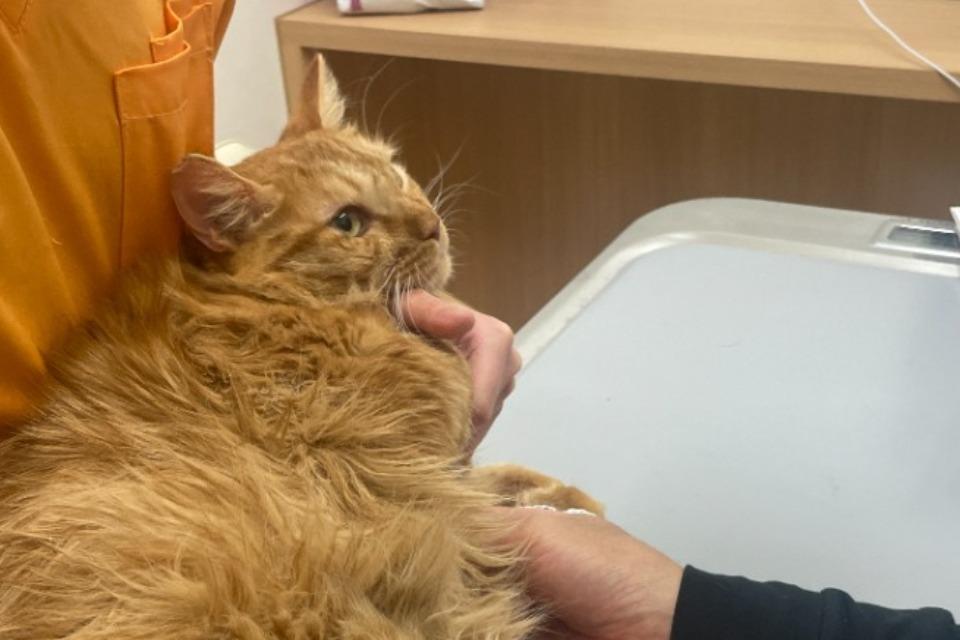 なぜこの課題に取り組むかの画像