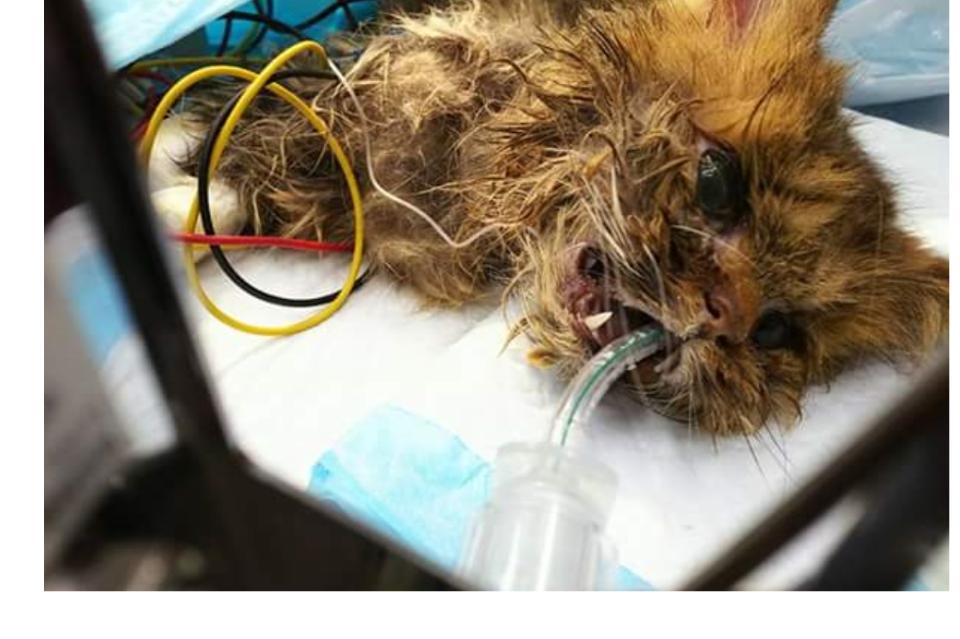 Why we are tackling this issue Image