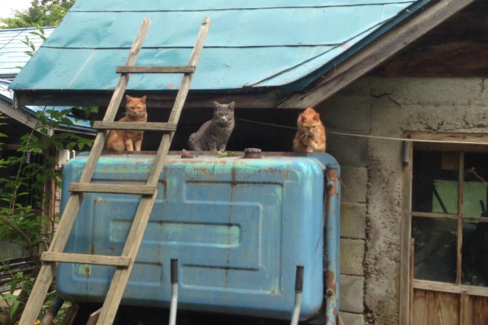 Why we are tackling this issue Image