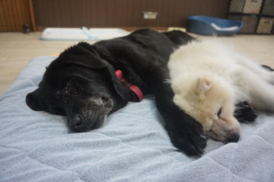 なぜこの課題に取り組むかの画像