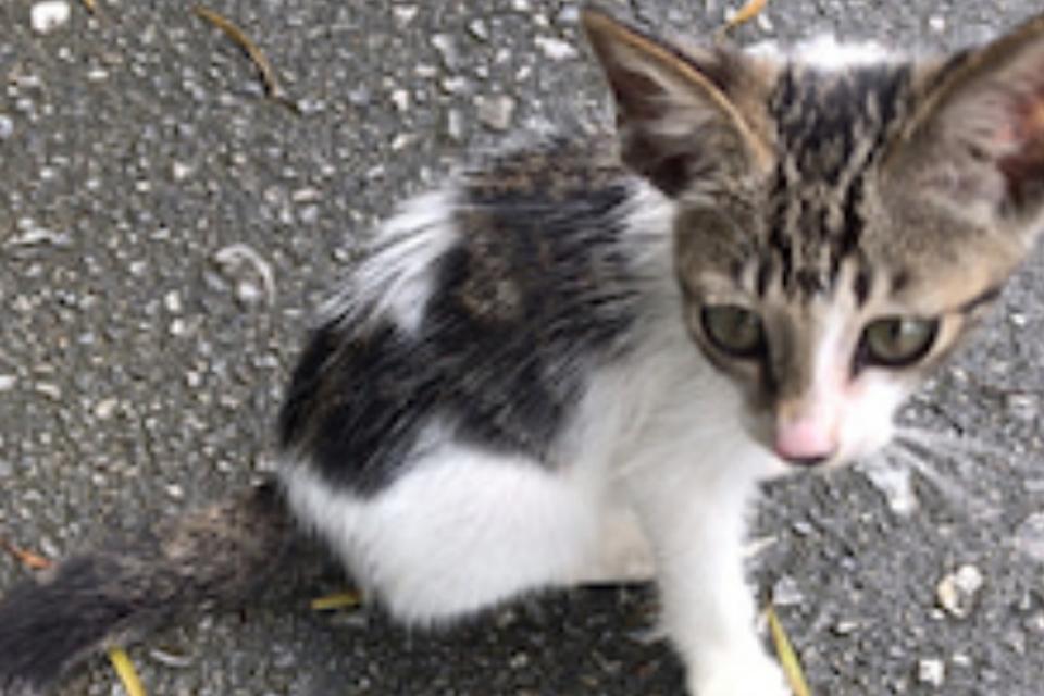 なぜこの課題に取り組むかの画像