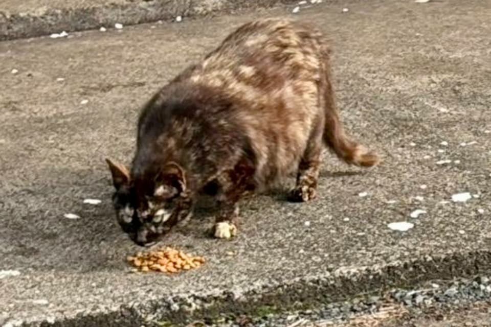 なぜこの課題に取り組むかの画像