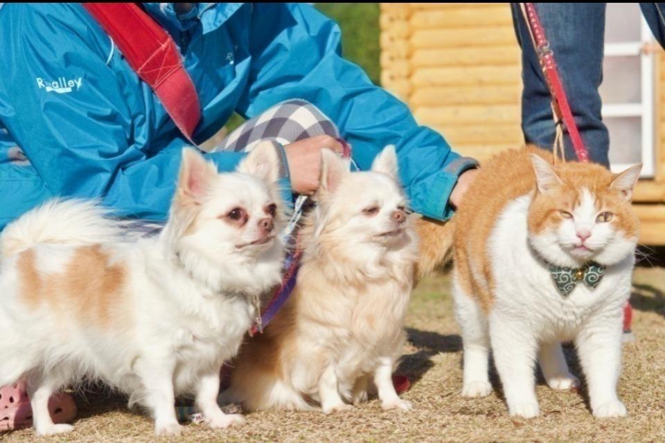 なぜこの課題に取り組むかの画像