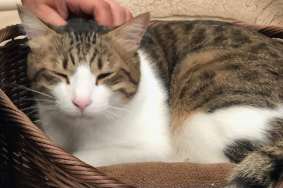 なぜこの課題に取り組むかの画像