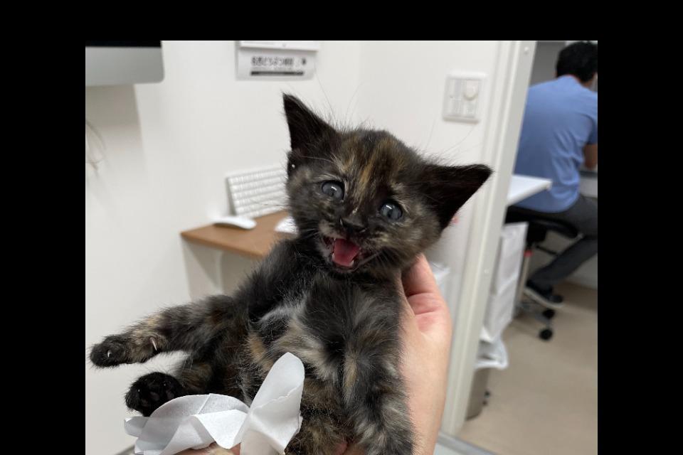 なぜこの課題に取り組むかの画像