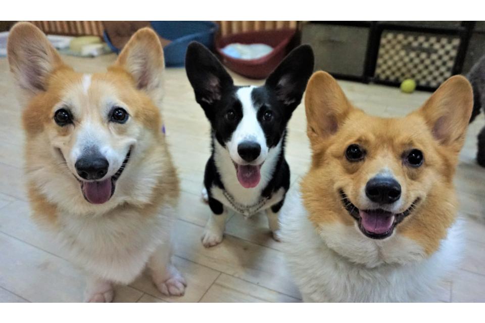 なぜこの課題に取り組むかの画像