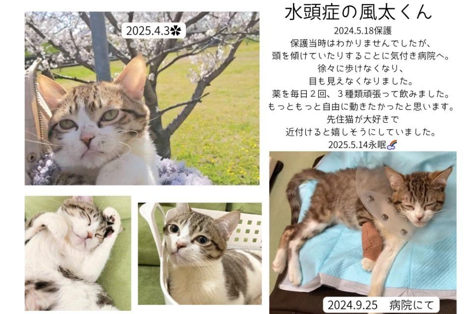 なぜこの課題に取り組むかの画像