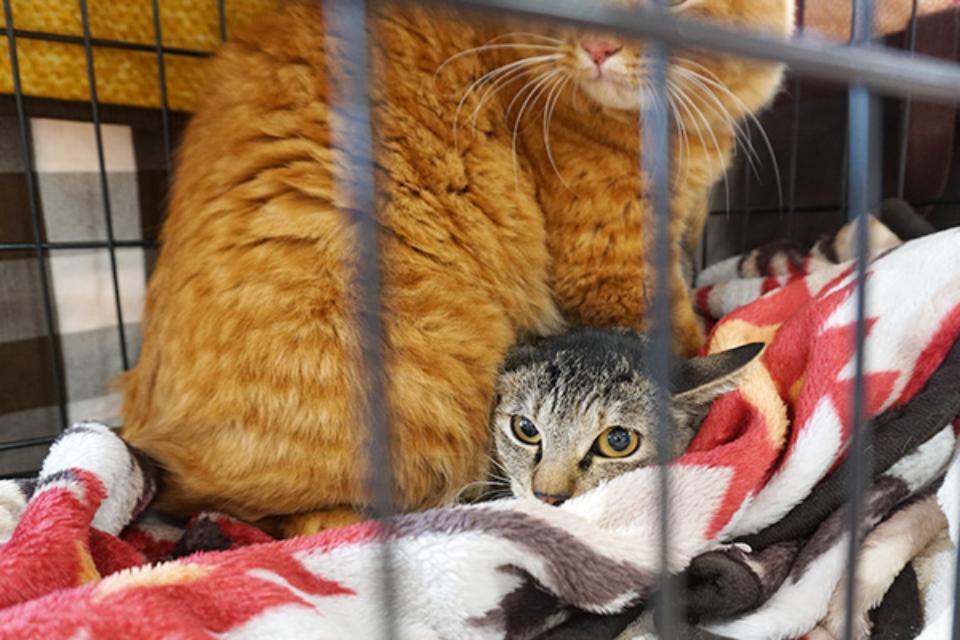 Why we are tackling this issue Image