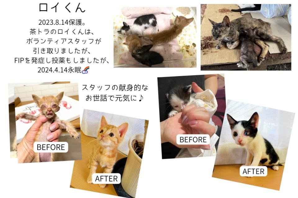 なぜこの課題に取り組むかの画像