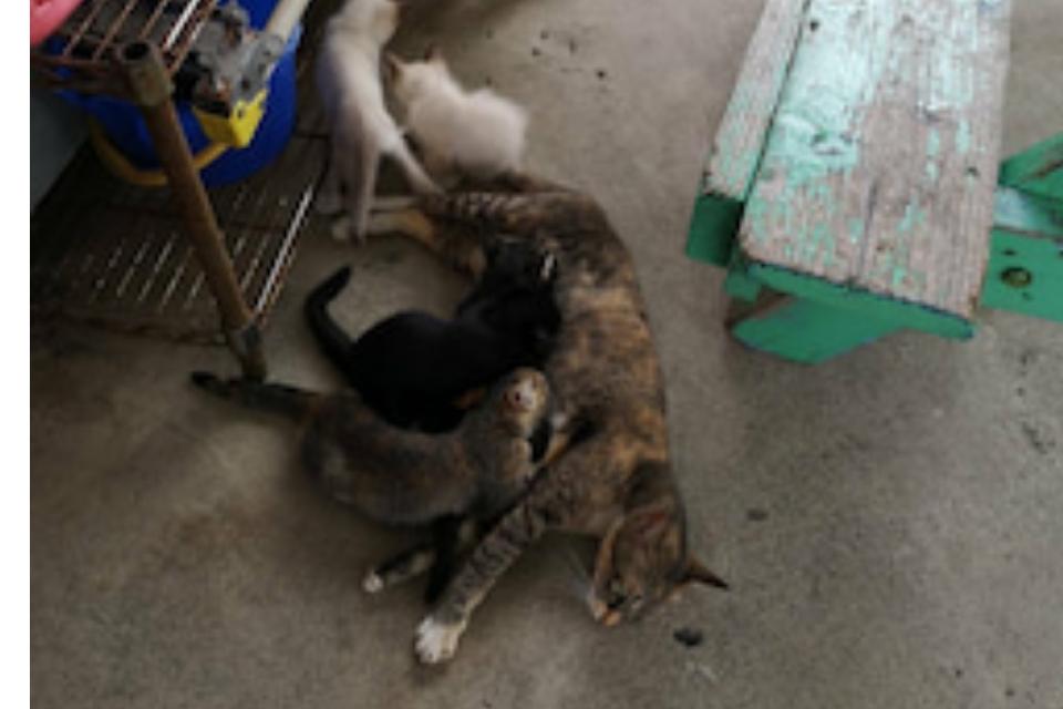 なぜこの課題に取り組むかの画像