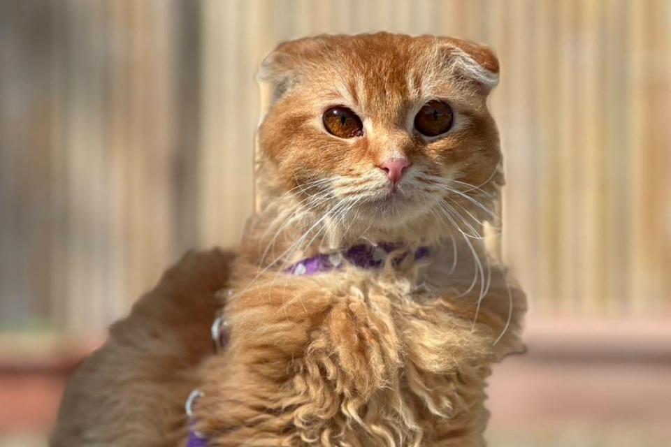 なぜこの課題に取り組むかの画像