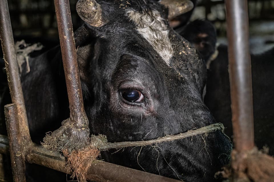 なぜこの課題に取り組むかの画像