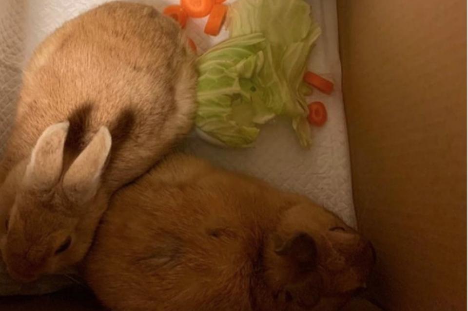 なぜこの課題に取り組むかの画像