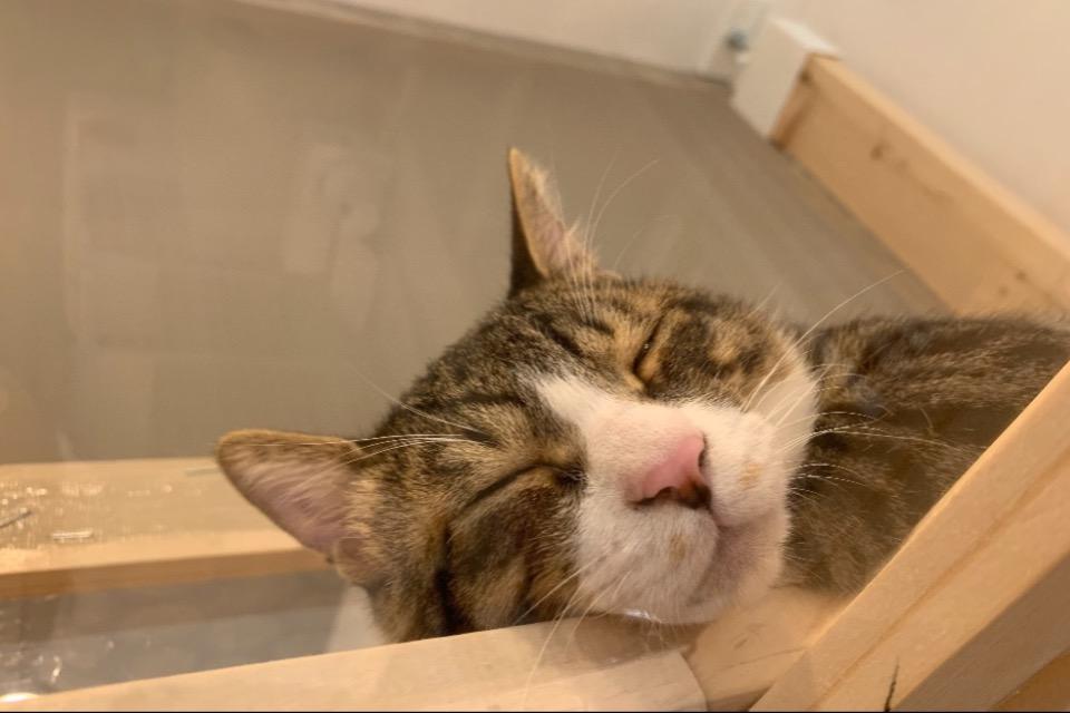 なぜこの課題に取り組むかの画像
