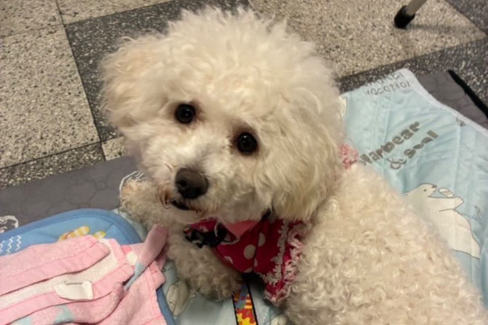 なぜこの課題に取り組むかの画像