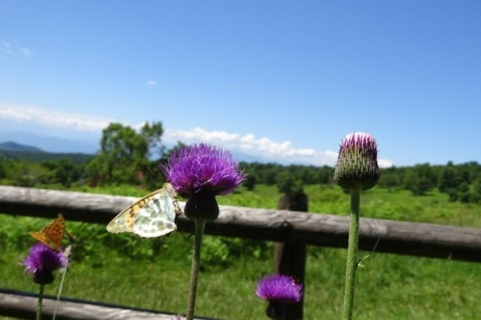 なぜこの課題に取り組むかの画像