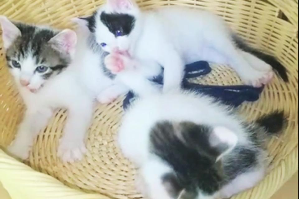 なぜこの課題に取り組むかの画像