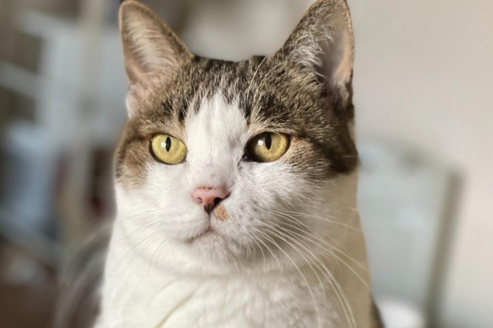 なぜこの課題に取り組むかの画像