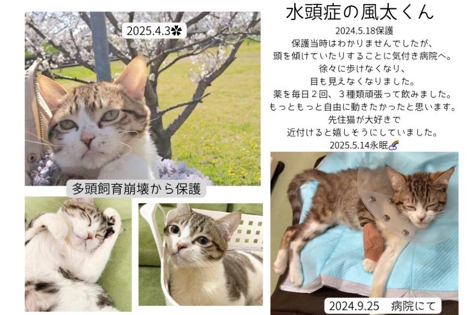 なぜこの課題に取り組むかの画像