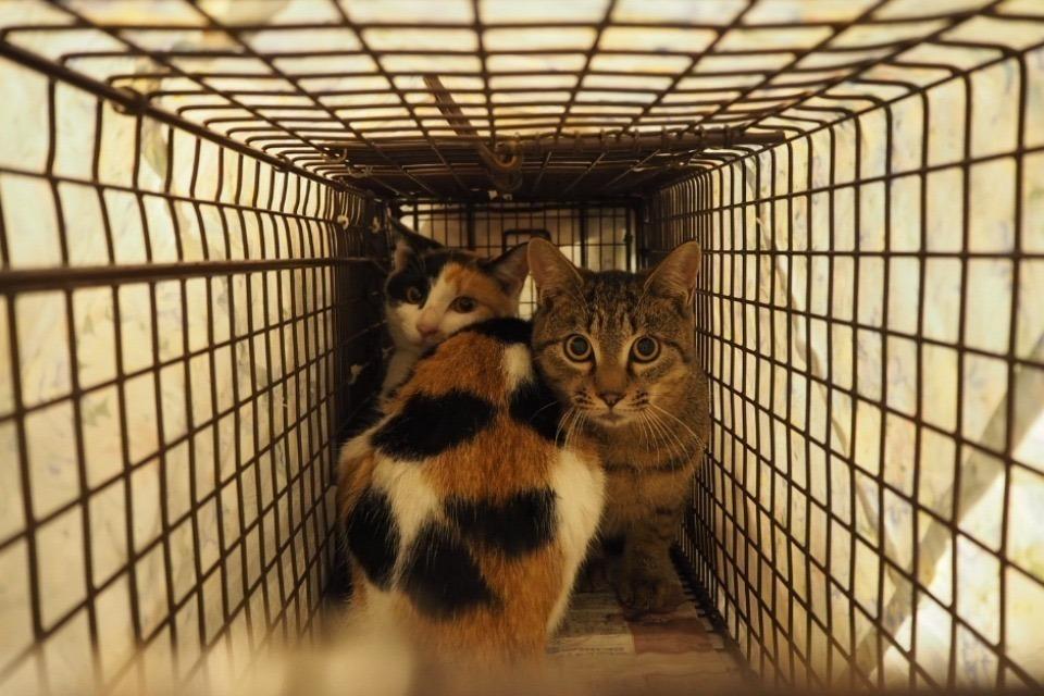 支援金の使い道の画像