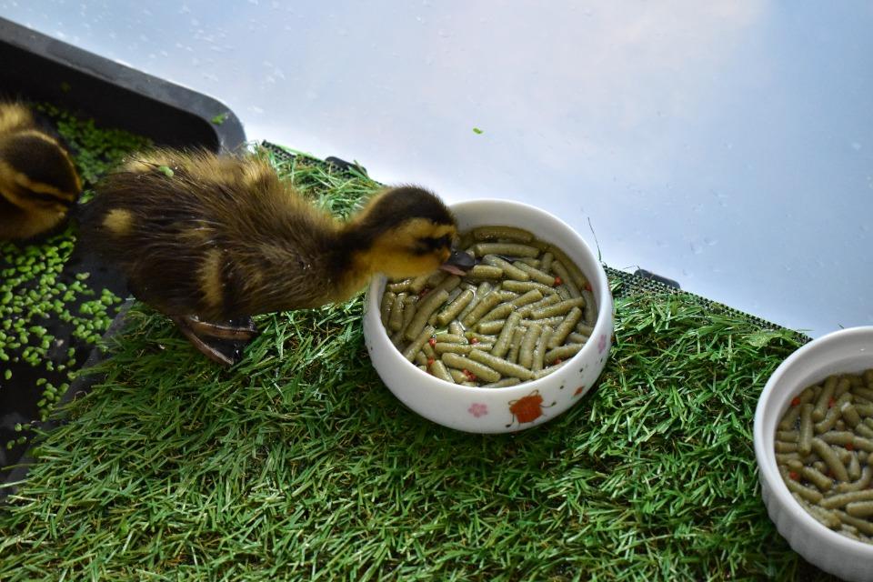 支援金の使い道の画像