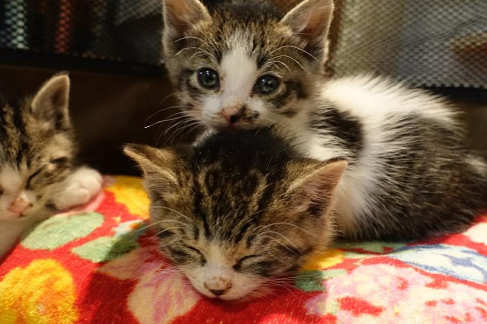 How support is used Image