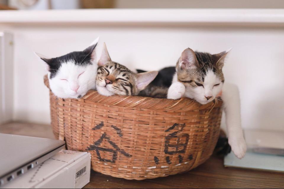 支援金の使い道の画像