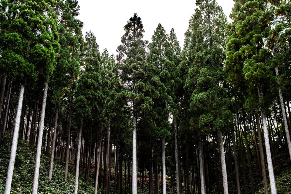 支援金の使い道の画像