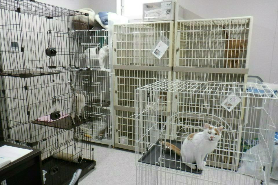 支援金の使い道の画像