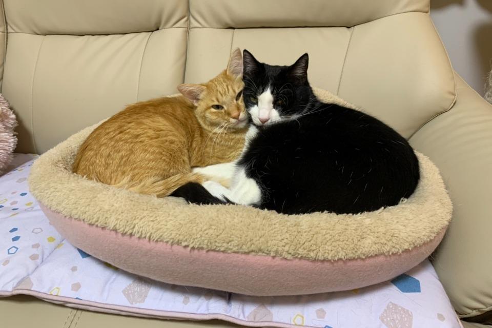 支援金の使い道の画像