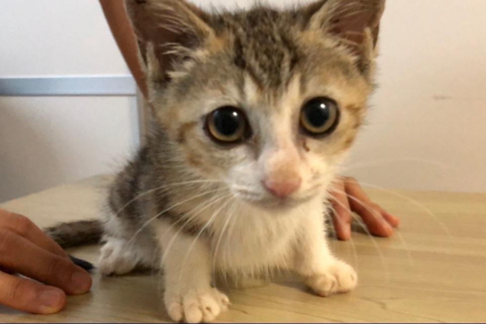 支援金の使い道の画像