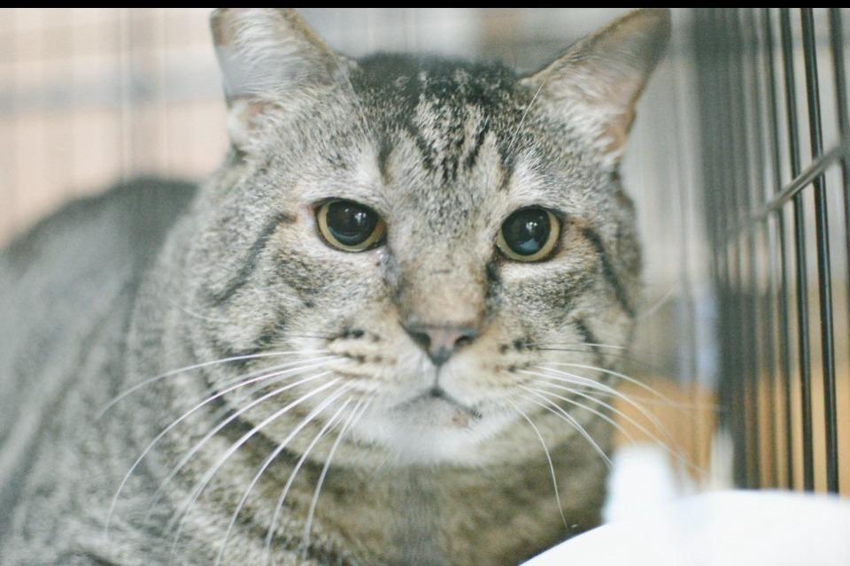 支援金の使い道の画像