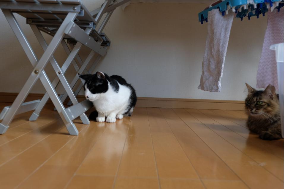 支援金の使い道の画像